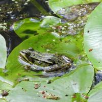 Wasserfrosch