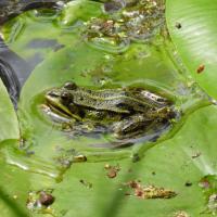 Wasserfrosch