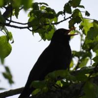 Amsel