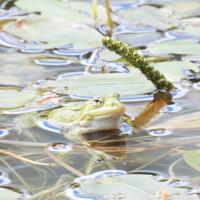 Wasserfrosch-Komplex