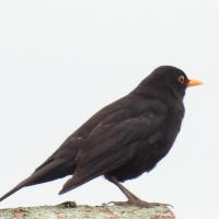 Amsel