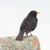 Amsel