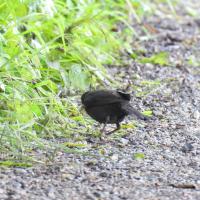 Amsel