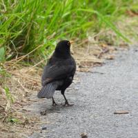 Amsel