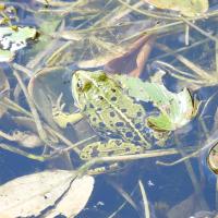 Wasserfrosch-Komplex