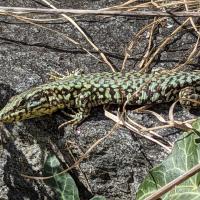 lézard des murailles