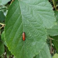 Roter Weichkäfer