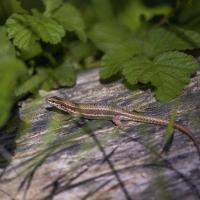 lézard des murailles