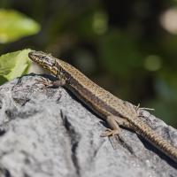 lézard des murailles