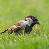 Moineau domestique