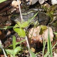 grenouille verte (complexe)