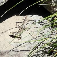 lézard des murailles