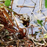 grenouille ou crapaud 