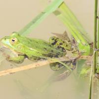 Teichfrosch