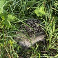 Igel