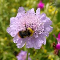 Wiesenhummel