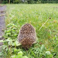 Igel