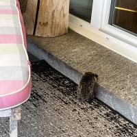 Igel