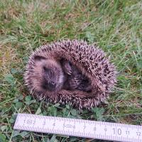 Igel