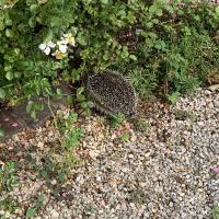 Igel