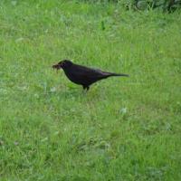 Amsel