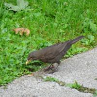 Amsel