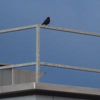 Amsel