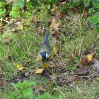 Blaumeise (Cyanistes caeruleus)