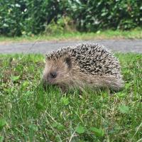 Igel