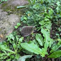 Igel