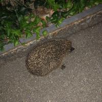 Igel