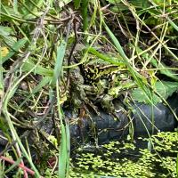 Wasserfrosch