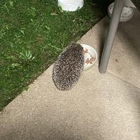 Igel