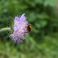 Wiesenhummel