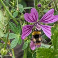 Wiesenhummel