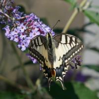 Machaon