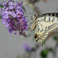 Machaon