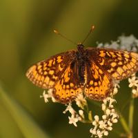 Schmetterling