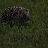 Igel