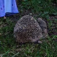 Igel