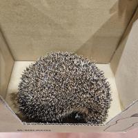 Igel