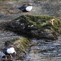 Wasseramsel