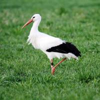 Weissstorch