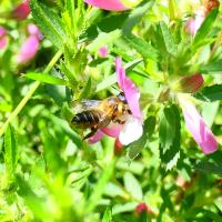 Garten-Blattschneiderbiene