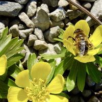 Schwebfliege (Eristalis tenax)