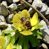 Schwebfliege (Eristalis tenax)