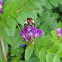 Veränderliche Hummel (Bombus humilis)