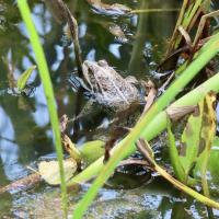 Wasserfrosch-Komplex