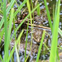 Wasserfrosch-Komplex