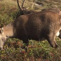 Steinbock